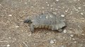 Agora tortoise 1